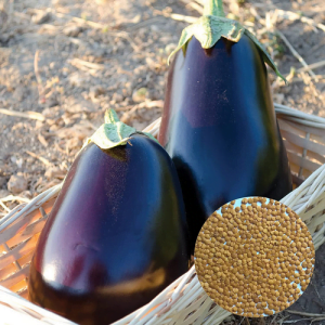 Purple Eggplant Seeds for Planting