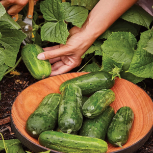 Cucumber Seeds Available on SeedsMate store