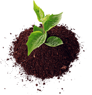 Bangladeshi Best Online Seeds Store For Gardening