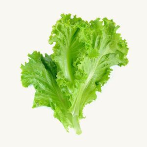 Lettuce is a popular leafy vegetable that is widely used in salads, sandwiches