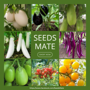 Brinjal Seeds combo package