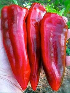 Red Giant Pepper seeds