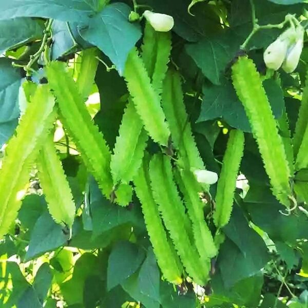 Winged Bean Seeds