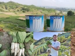KTX 726 Hybrid Radish Seeds