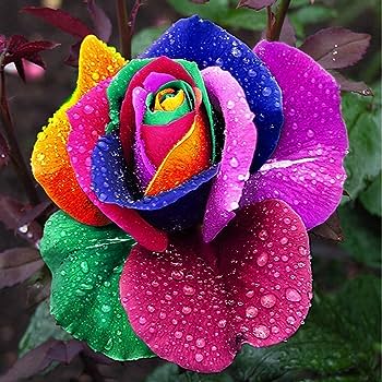thumbnail image 2 of 25 Rare Rainbow Rose Seeds – Hybrid Tea Perennial – USA Seller With Tracking – Ready To Plant 2 of 4