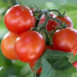 Tomato Seeds Bangorani