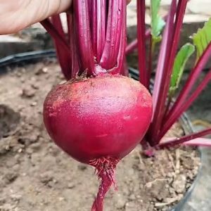 Beetroot Seeds- All Season 10 gm
