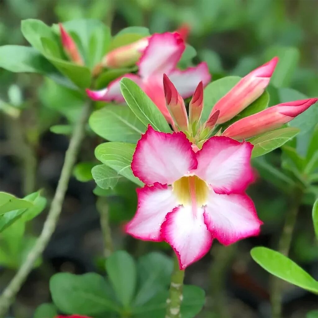 Adenium Flowers Seeds from Thailand - SeedsMate
