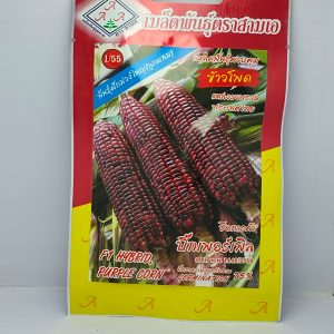 Hybrid Sweet Corn (Sweet Purple)