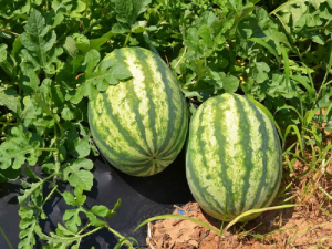Pakeeza watermelon