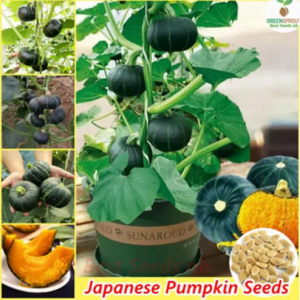 Japanese Pumpkin Seeds intake packet 10 Gm