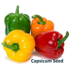MIX Capsicum Seeds (ক্যাপসিকামের বীজ)