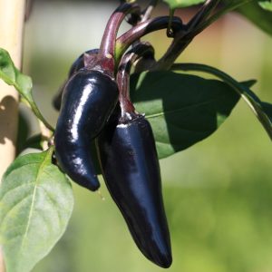 black Chilli Pepper