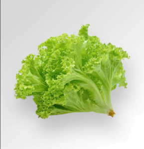Rapid lettuce