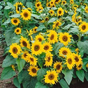 Dwarf sunflower/ miniature sunflower
