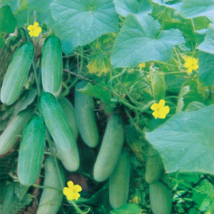 F1 Hybrid CUCUMBER BIJOY-16 PLUS