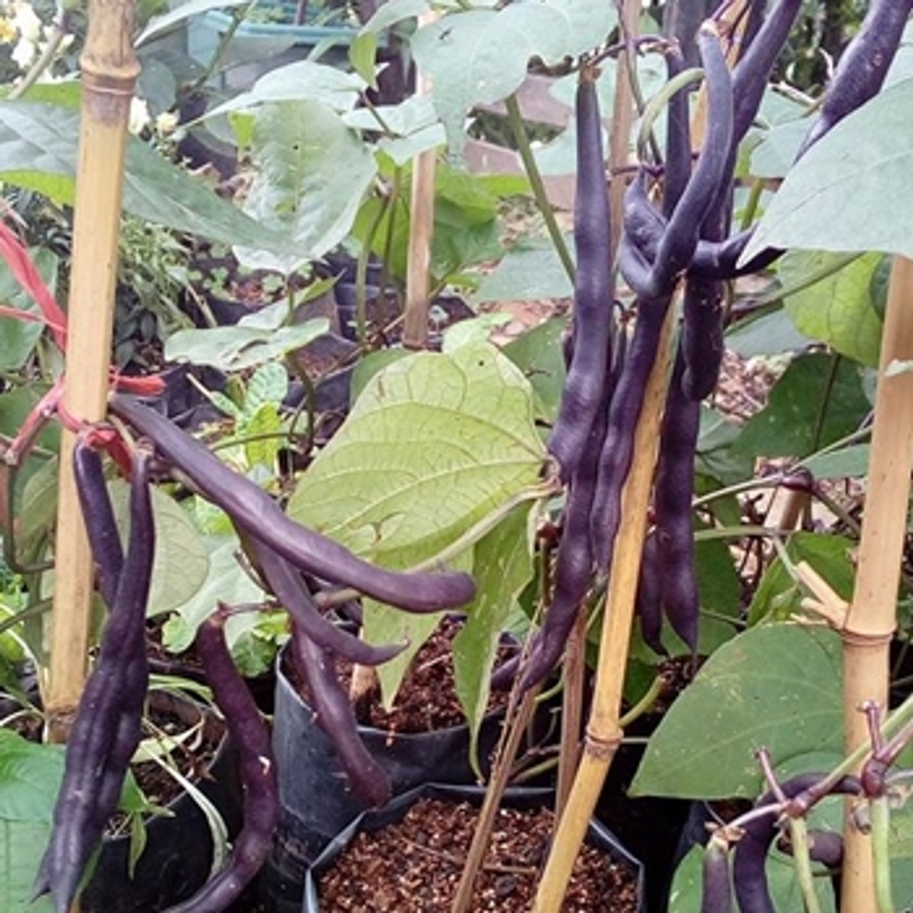 JK French Purple Bean seeds- 10 GM 130 TK - Image 3