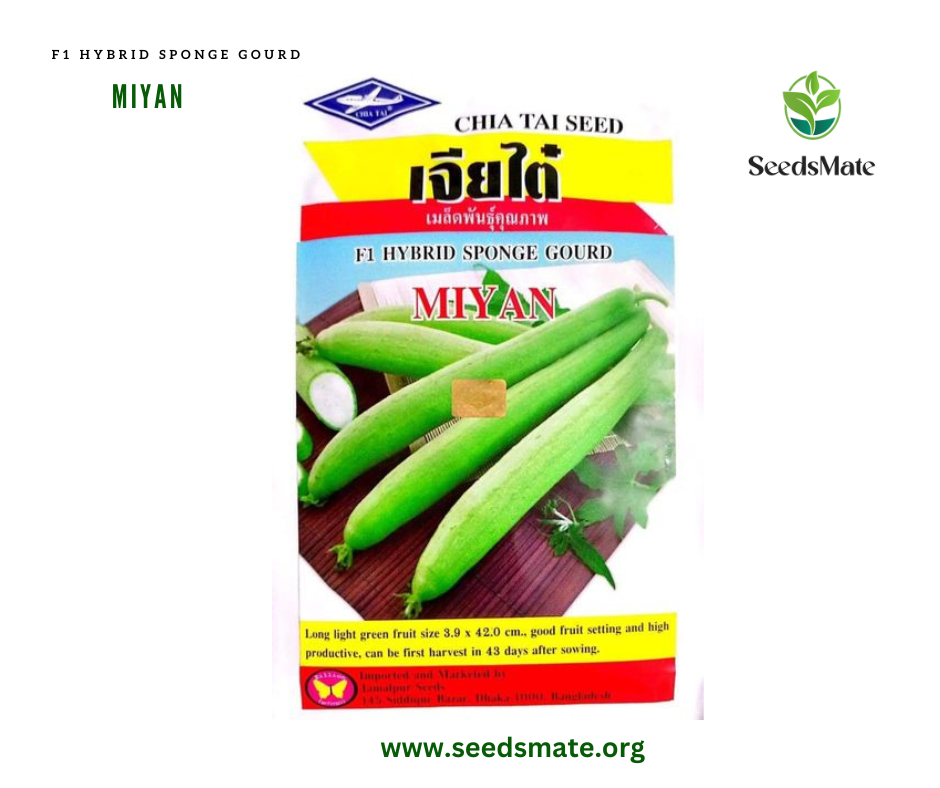 F1 Hybrid Sponge Gourd Miyan