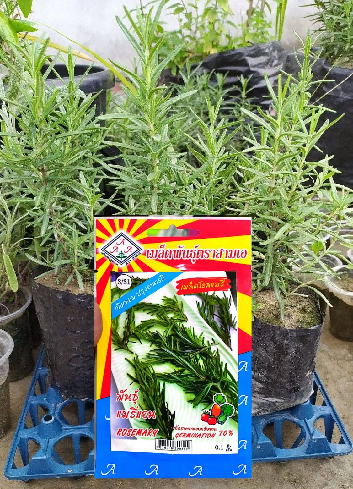 Thai Rosemary Seeds - রোজমেরি বীজ intake Packet