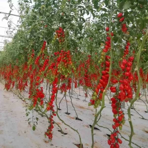 Red Cherry Tomato Timurid
