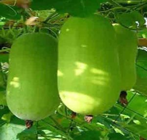 wax gourd JUPITER