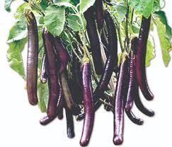 Purple King Eggplant