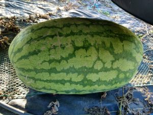 Asian -2 Watermelon Seeds Best watermelon in Bangladesh (Chia Tai ) Thailand