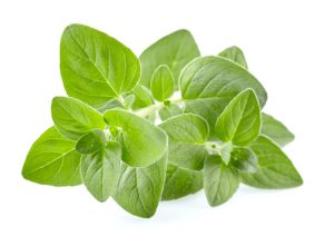 Organic Oregano Seeds