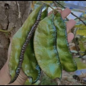 দেশি গোয়ালগোদা শীম আমপাতা