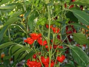 Shape: Scottish pet

Colour: Green to red

Fruit weight: 20 gram

Fruit size (Ø x l): 4 x 4 cm

Pungency: Extremely hot

Production: High

Maturity: Late

Plant habit: Strong plant

Long shelf life: Long

Resistance: -

General information: Cultivation heated and non-heated, growing in greenhouse and open field.