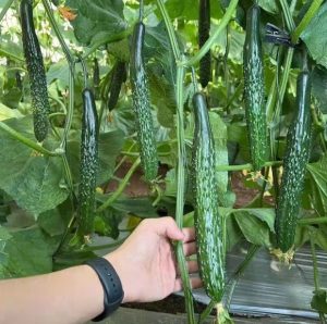 Japanese long cucumber 