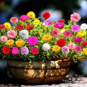 Portulaca Flower Seeds mini packet