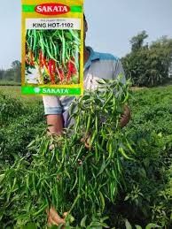 King Hot 1102 হাইব্রিড মরিচ- সাকাতা (Sakata)