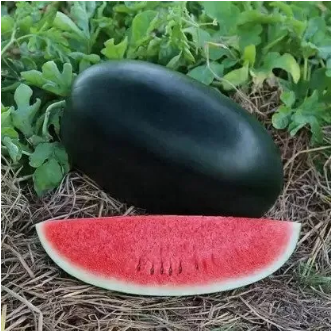 Black Watermelon Seed F1 Hybrid All Season