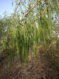 Buy ODC-3 Drumstick Seeds Debgiri 1kg packet– High-Yield, Fast-Growing Variety