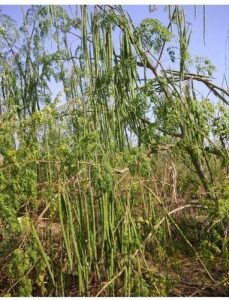 Buy ODC-3 Drumstick Seeds Debgiri 1kg packet– High-Yield, Fast-Growing Variety