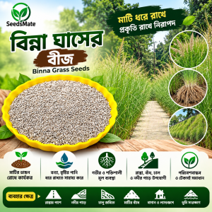 বিন্না ঘাসের বীজ