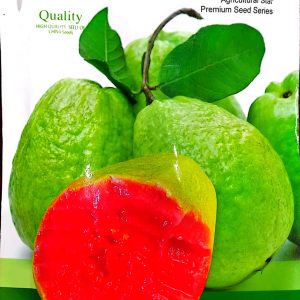 চাইনিজ লাল পেয়ারা - Chinese red Guava