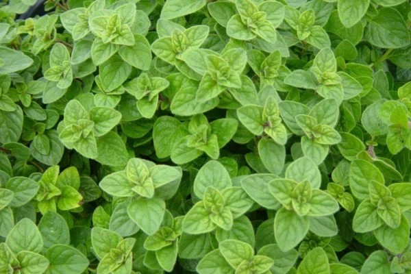 Oregano অরিগানো এর পুষ্টিগুণ ও উপকারিতা