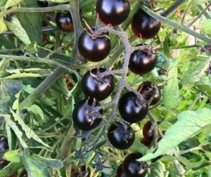 Black Cherry tomato 