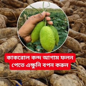 কাঁকরোল কন্দ মূল/ কাঁকরোল বীজ 10 pcs