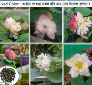 Lotus Flower Seed Mix Color - Original Imported Seed (পদ্ম ফুলের বিজ)