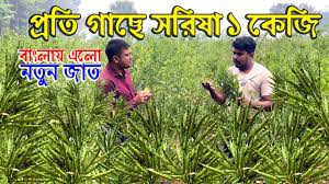 Chinese Mustard চাইনিজ সরিষা বীজ - বাণিজ্যিকভাবে চাষ উপযোগী