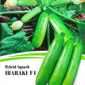 Hybrid Squash IBARAKI F1 Product of Korea