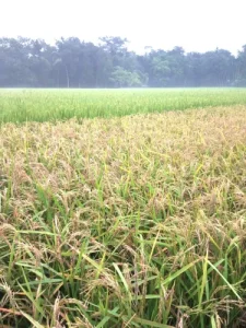 Premium Seeds, High Germination Rate, Extra Long Grain, Authentic Aromatic Variety, Guaranteed Purity