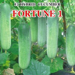 ফরচুন ১ হাইব্রিড শসা বীজ (Fortune 1 F1 Hybrid Cucumber Seed) 10 GM packet