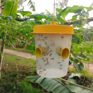 ফেরোমন বকà§à¦¸ খà§à¦¬à¦‡ মজবà§à¦¤