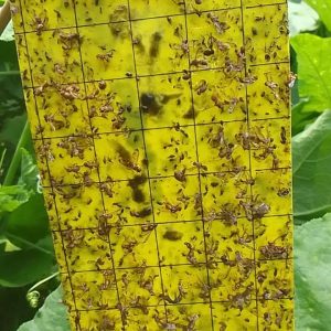 Russell IPM Yellow Sticky Trap ( Made in England)