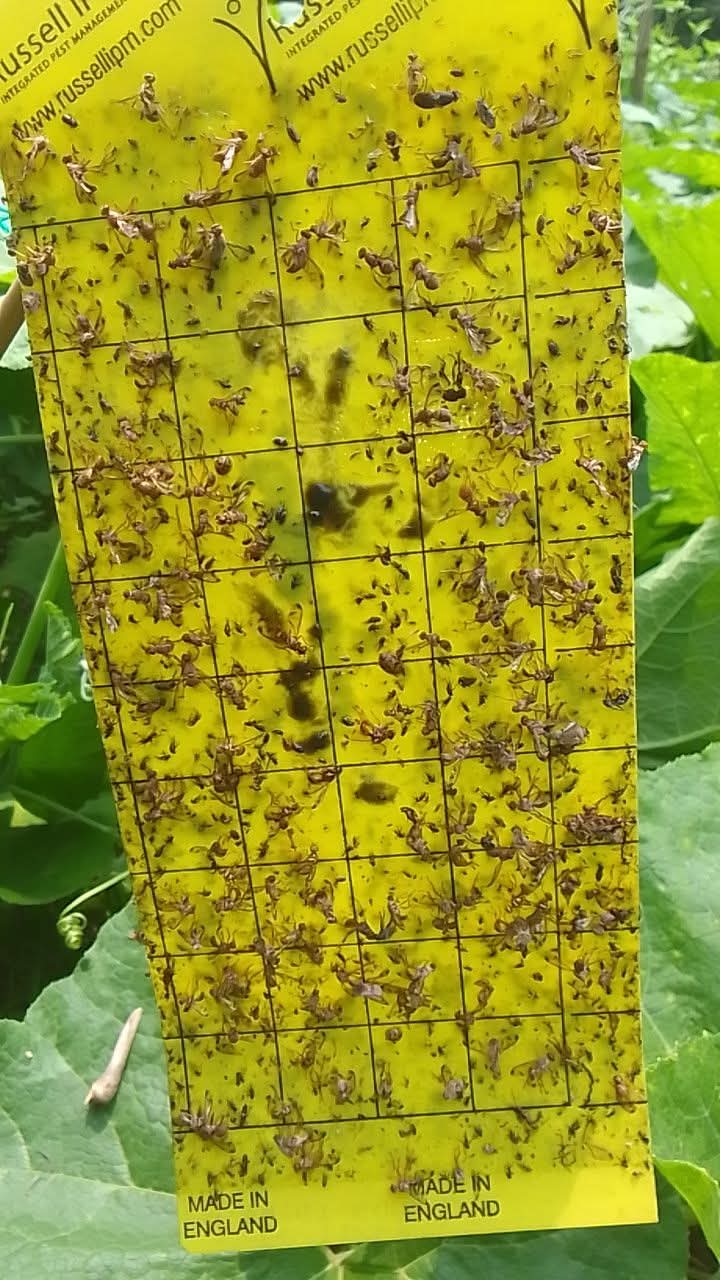 Russell IPM Yellow Sticky Trap ( Made in England)