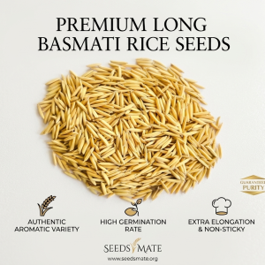 Premium Long Basmati Rice Seeds